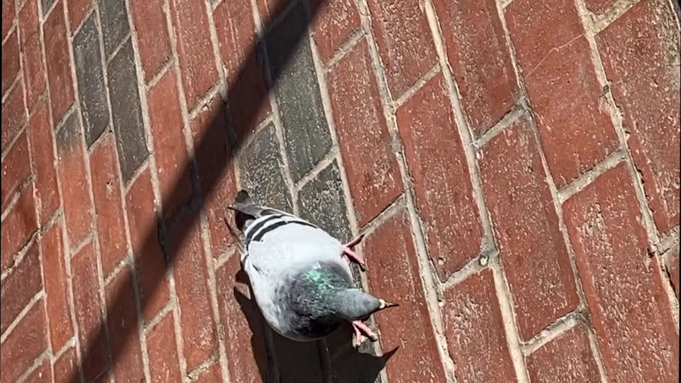 CLARICE the Dance Teach